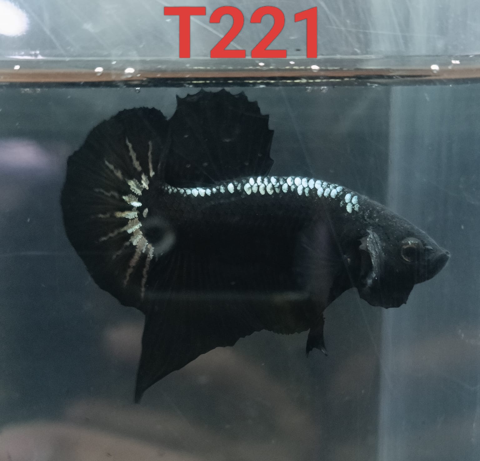 HMPK Betta Splendens #T221 by ivenbetta