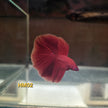 HM Betta Splendens #HM02 by ivenbetta