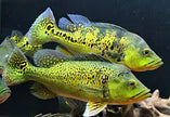 Cichla Kelberi by Iven Betta