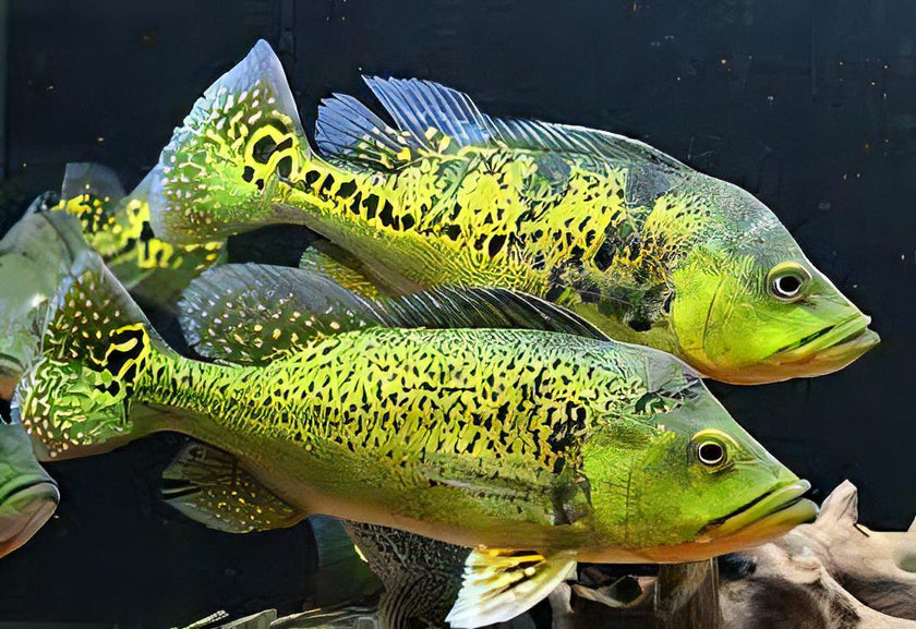 Cichla Kelberi by Iven Betta