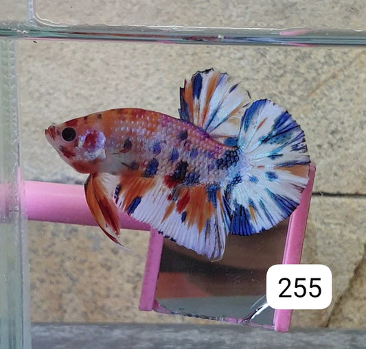 HMPK Betta Splendens #T255 by ivenbetta