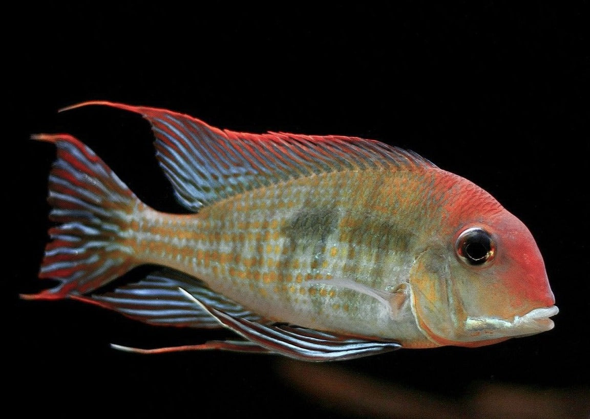 Geophagus sp. "Red Head Tapajos" by Iven Betta