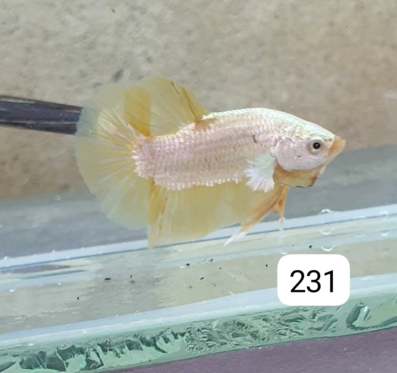 HMPK Betta Splendens #T231 by ivenbetta