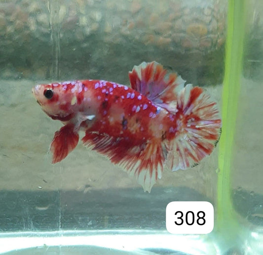 HMPK Betta Splendens #T308 by ivenbetta