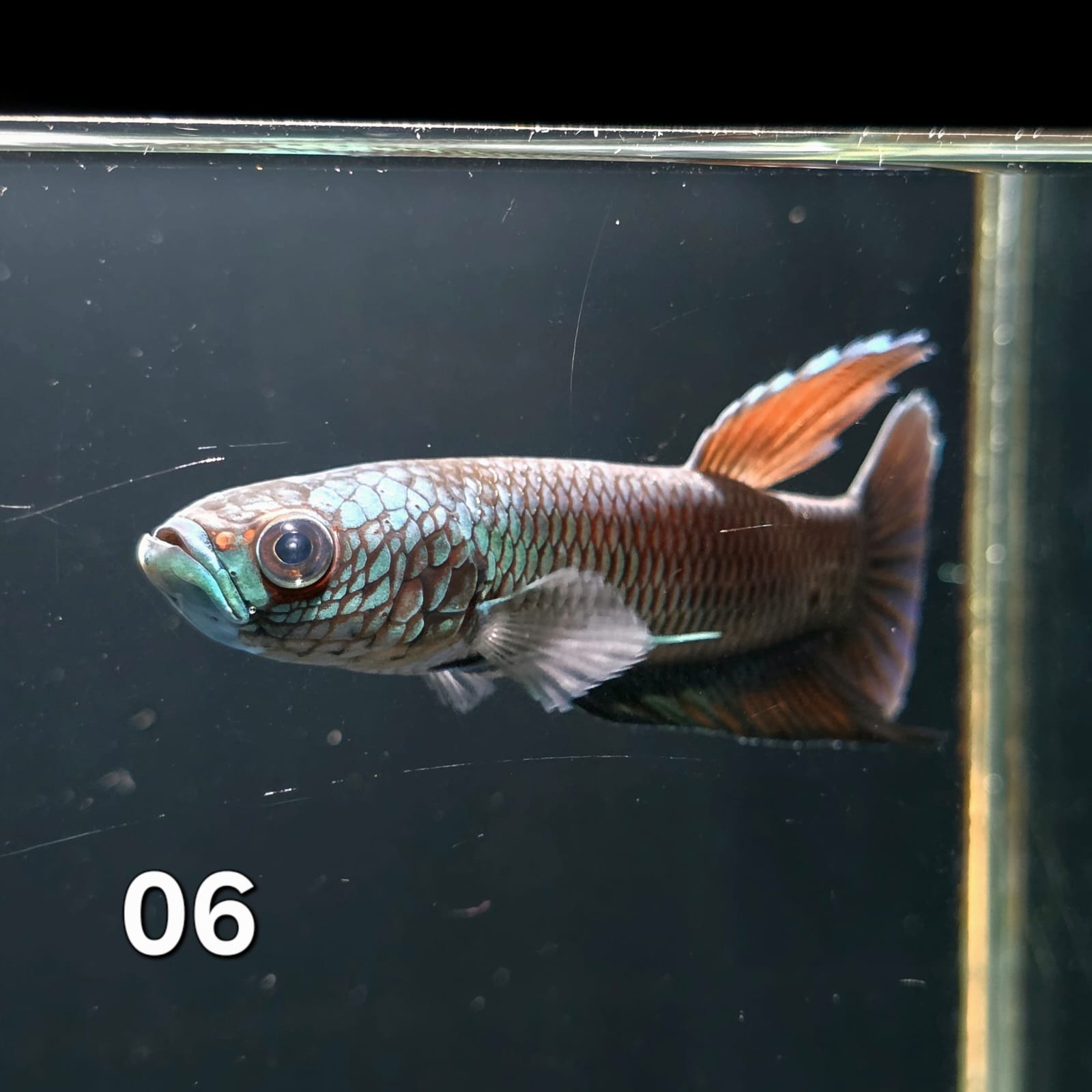 Antuta Male (IB06) by ivenbetta