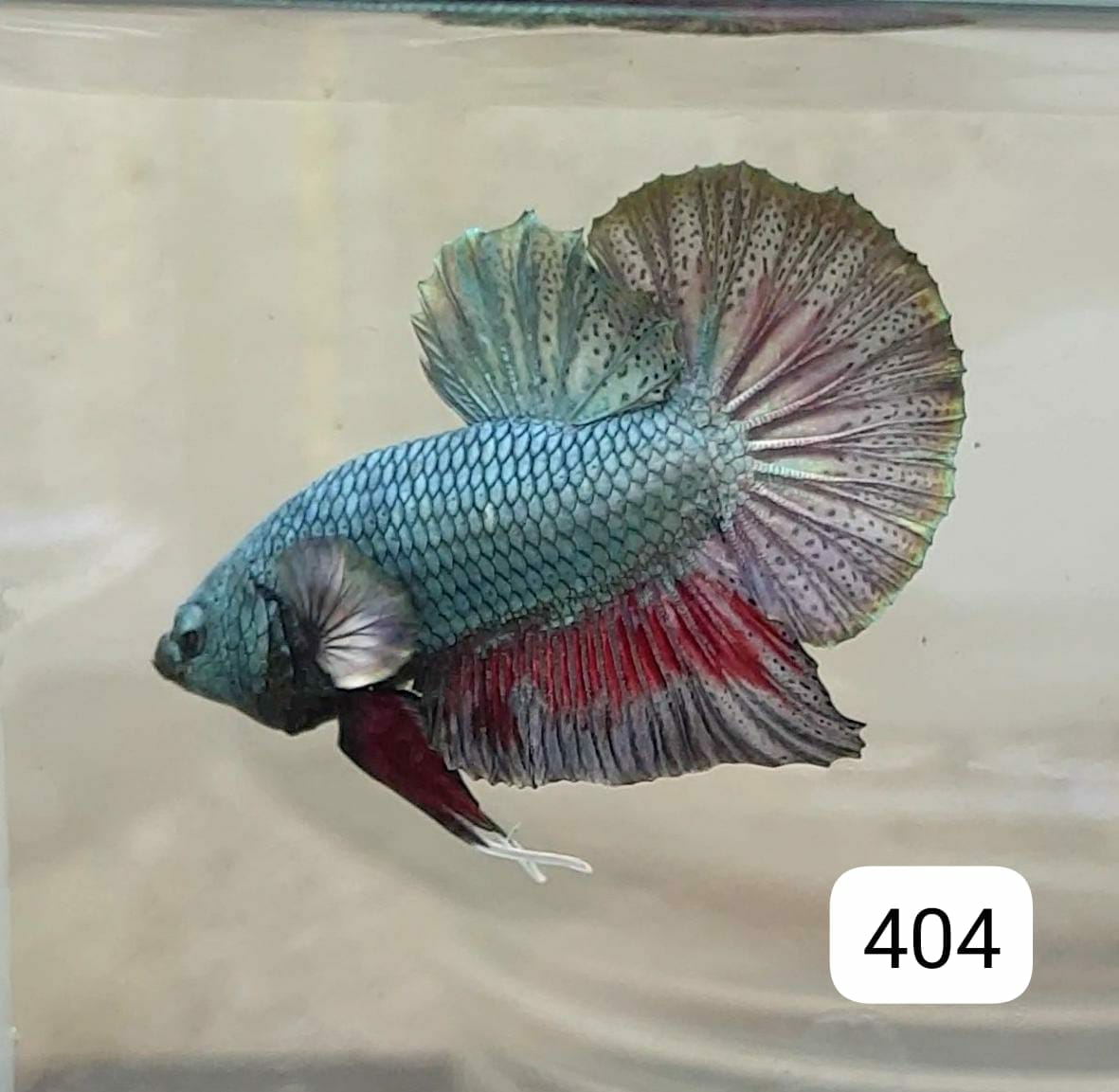 HMPK Betta Splendens #T404 by ivenbetta