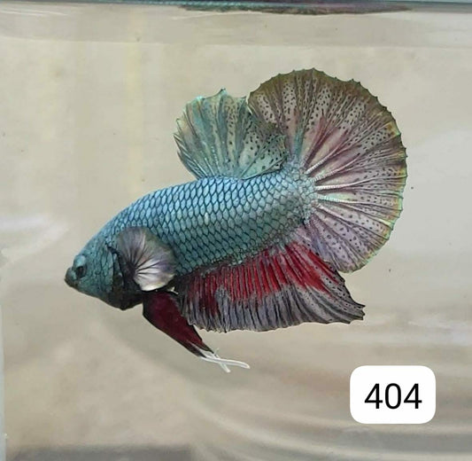 HMPK Betta Splendens #T404 by ivenbetta