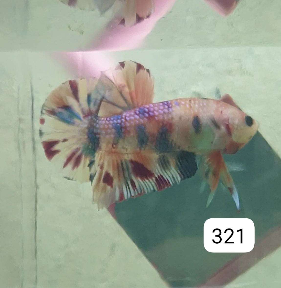 HMPK Betta Splendens #T321 by ivenbetta
