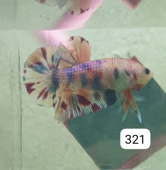 HMPK Betta Splendens #T321 by ivenbetta
