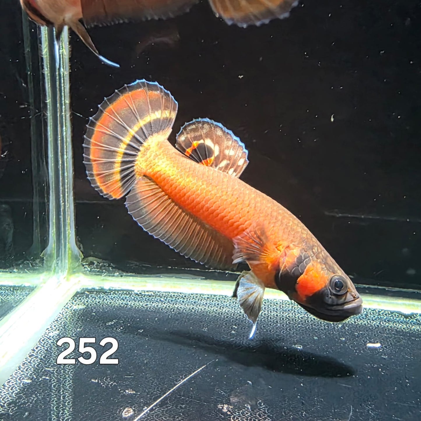Macrostoma Male (IB252) by ivenbetta