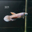 Antuta Male (A301) by ivenbetta