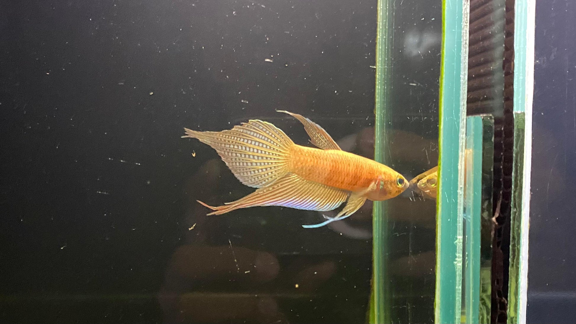 Betta sp. Alai by Iven Betta