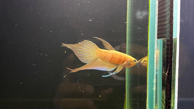Betta sp. Alai by Iven Betta