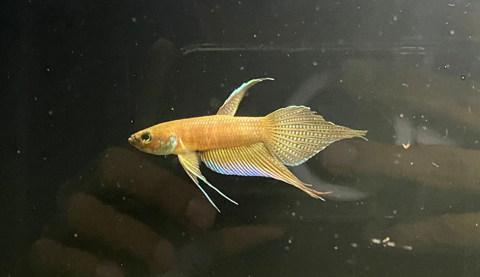 Betta sp. Alai by Iven Betta