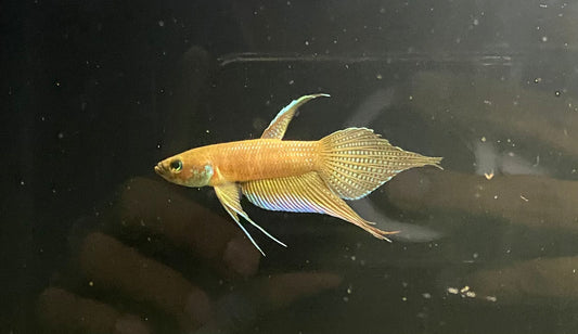 Betta sp. Alai by Iven Betta