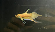 Betta sp. Alai by Iven Betta