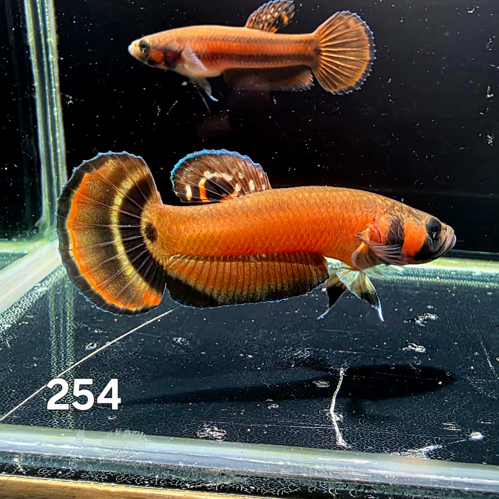 Macrostoma Male (IB254) by ivenbetta