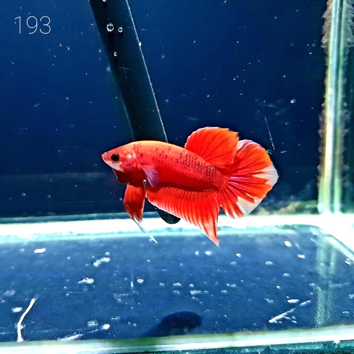 HMPK Betta Splendens #T193 by ivenbetta