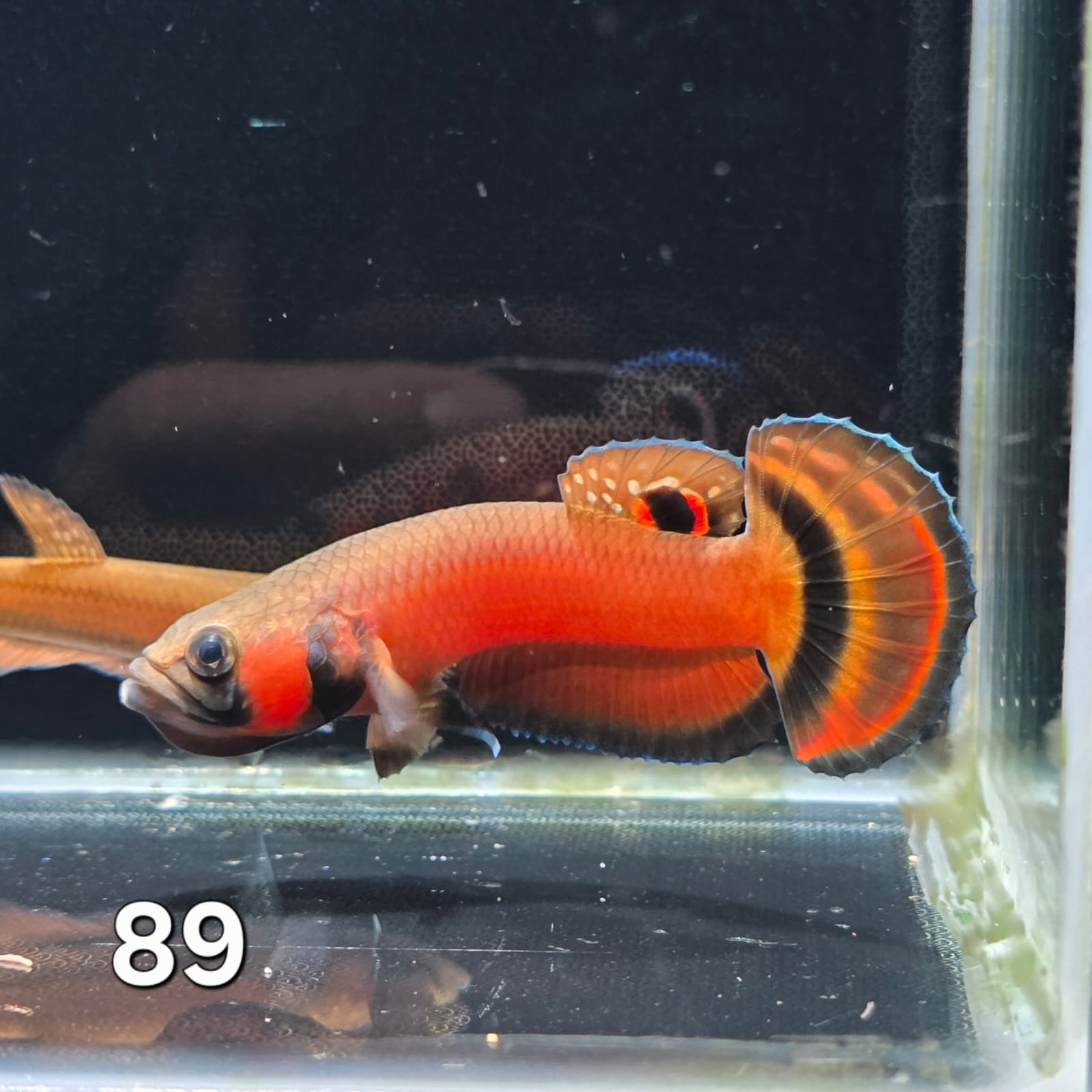 Macrostoma Male (IB089) by ivenbetta