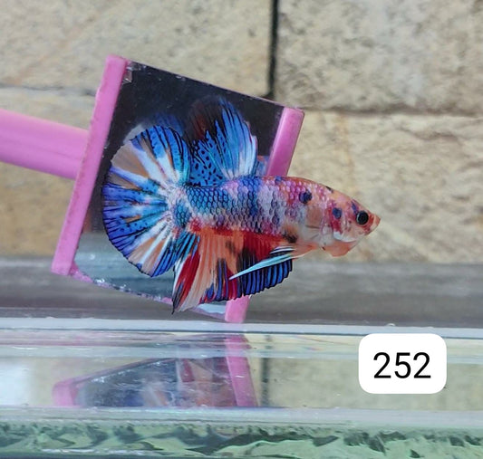 HMPK Betta Splendens #T252 by ivenbetta