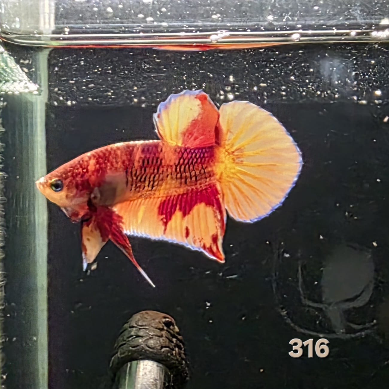 HMPK Betta Splendens #T316 by ivenbetta
