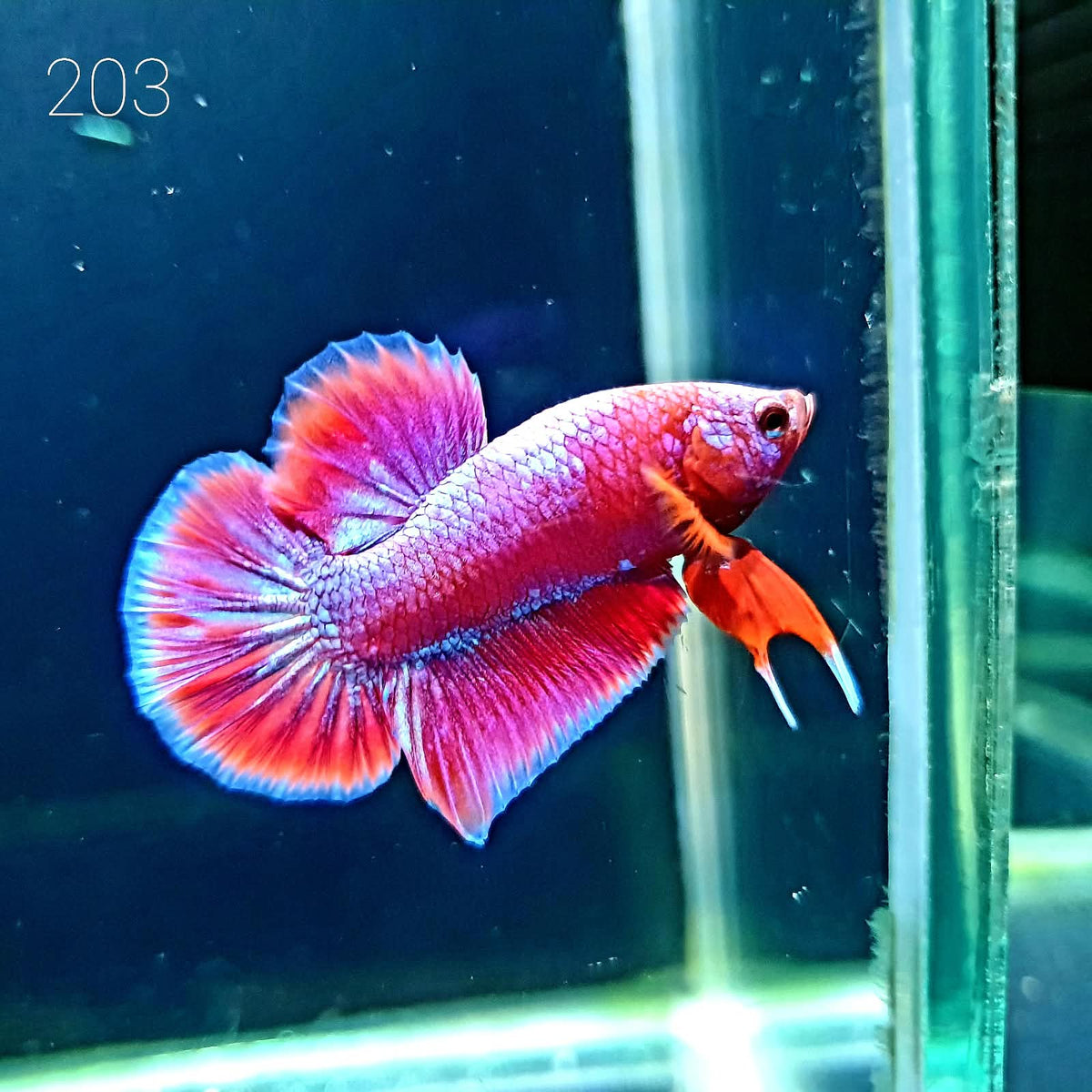 HMPK Betta Splendens #T203 by ivenbetta