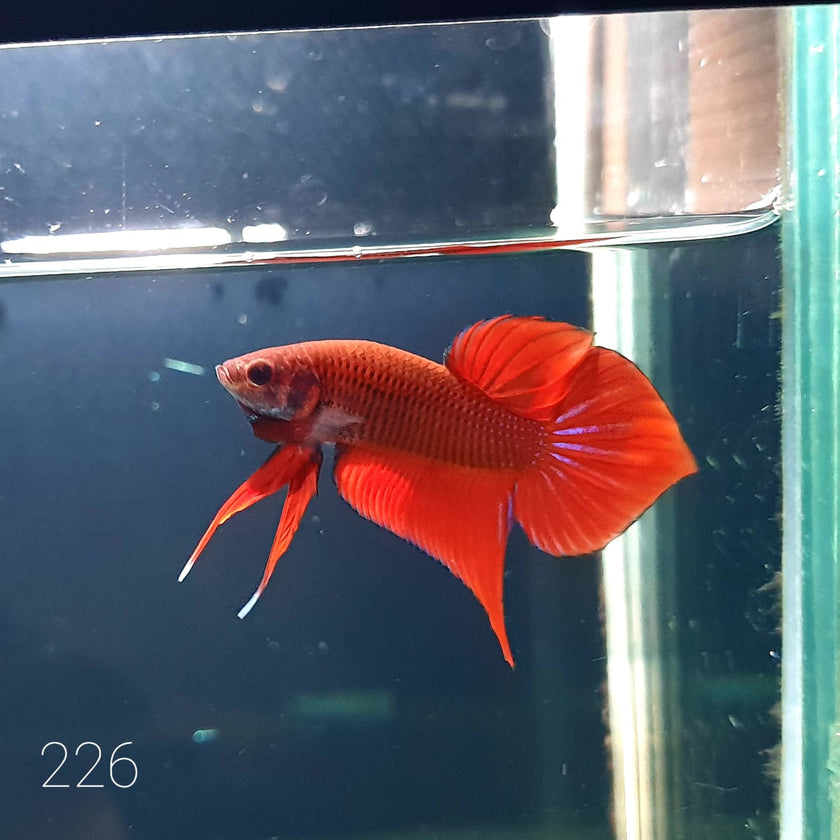 HMPK Betta Splendens #T226 by ivenbetta