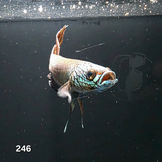 Antuta Male (IB246) by ivenbetta