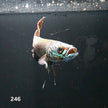 Antuta Male (IB246) by ivenbetta
