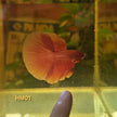 HM Betta Splendens #HM01 by ivenbetta