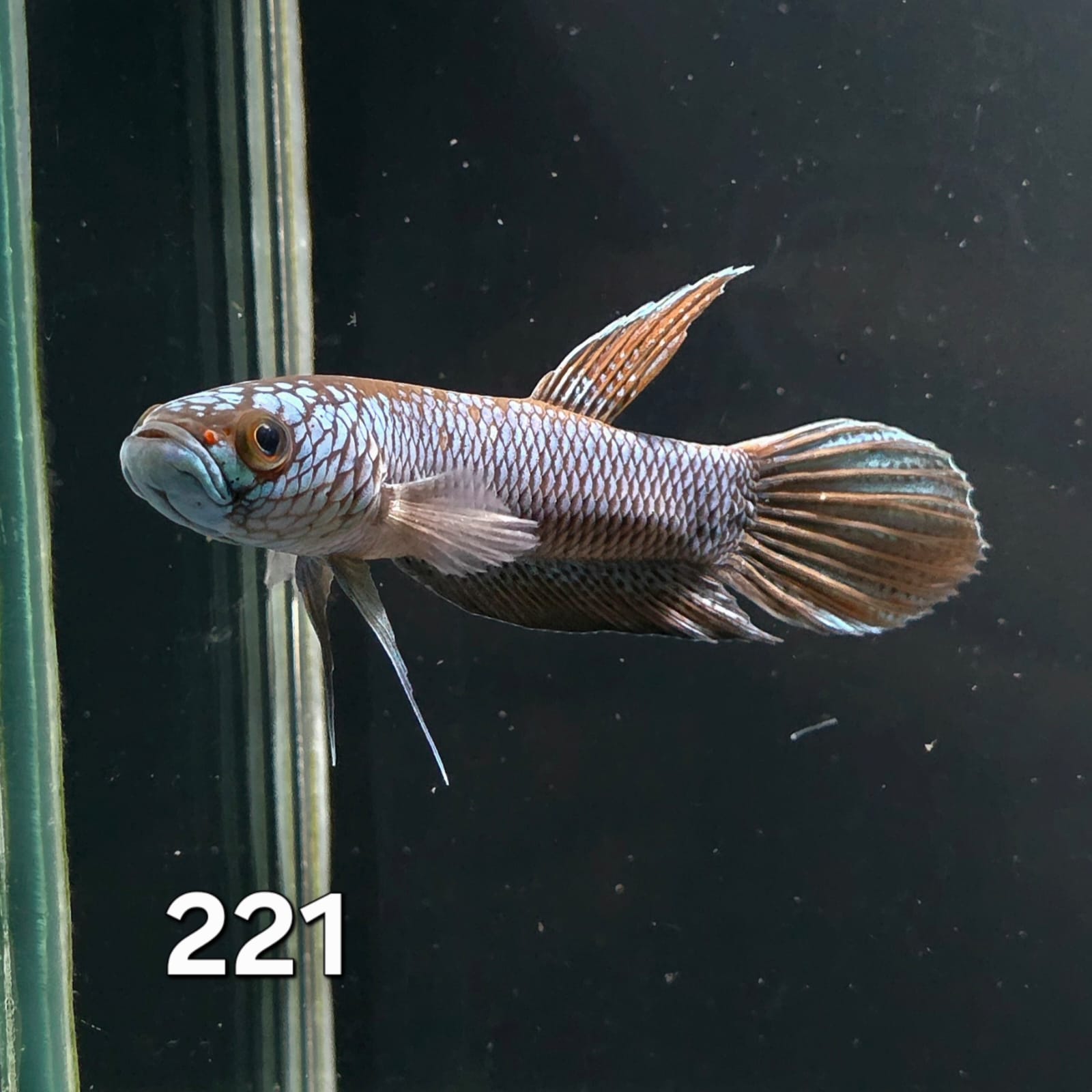 Antuta Male (IB221) by ivenbetta