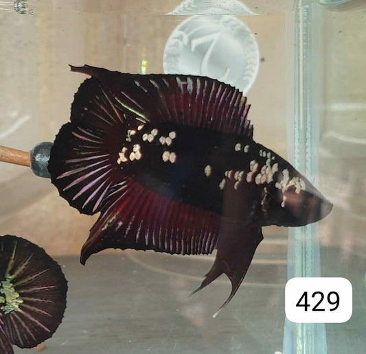 HMPK Betta Splendens #T429 by ivenbetta