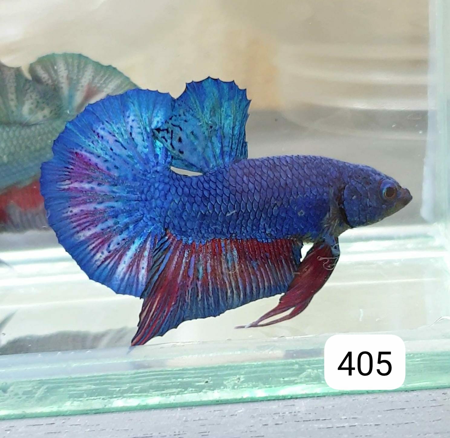HMPK Betta Splendens #T405 by ivenbetta