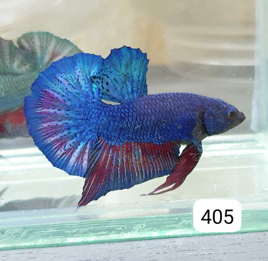 HMPK Betta Splendens #T405 by ivenbetta