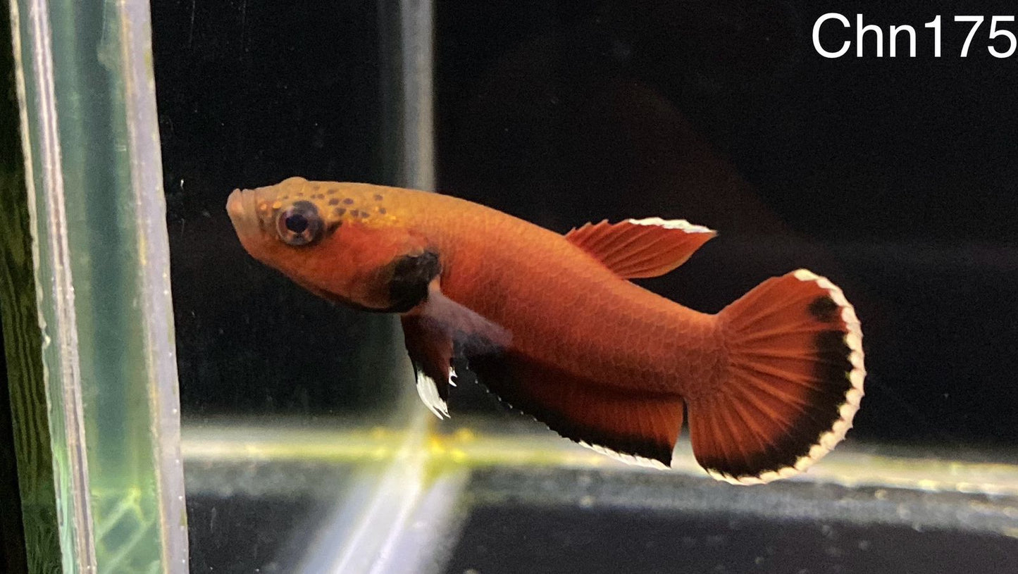 Channoides Male (CN175) - Arrive 8 May 2026 by ivenbetta