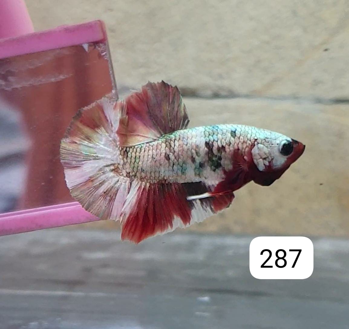 HMPK Betta Splendens #T287 by ivenbetta