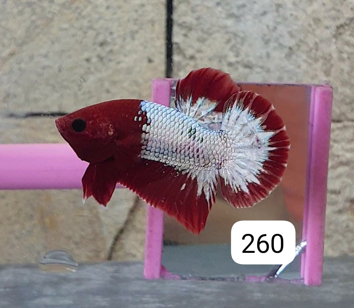 HMPK Betta Splendens #T260 by ivenbetta
