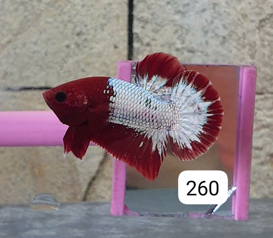 HMPK Betta Splendens #T260 by ivenbetta
