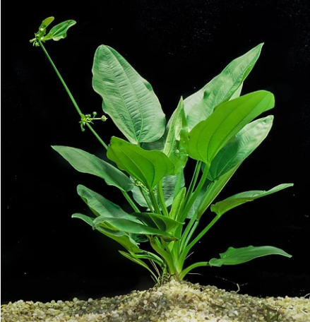 Echinodorus Cordifolius by Iven Betta