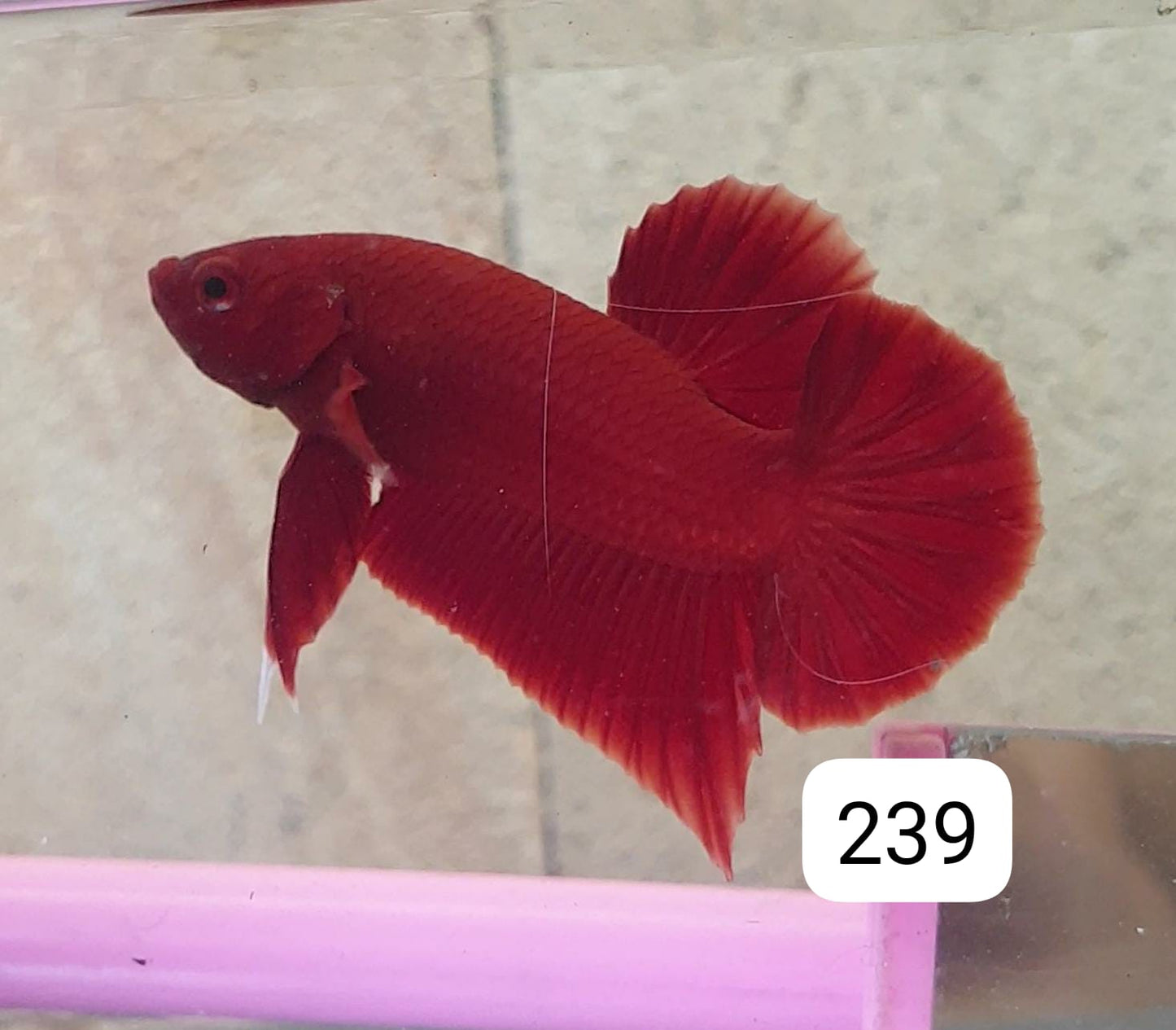 HMPK Betta Splendens #T239 by ivenbetta