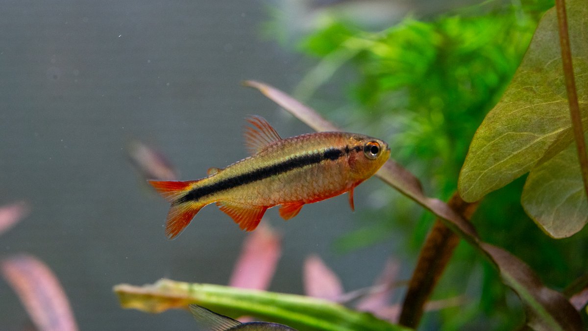 Hyphessobrycon Comodoro by Iven Betta