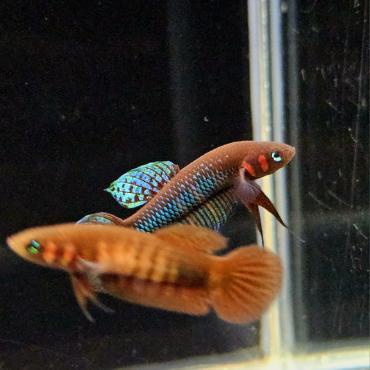 Betta Hendra by Iven Betta