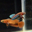 Betta Hendra by Iven Betta