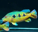 Cichla Orinocensis by Iven Betta