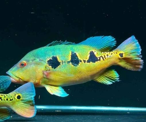 Cichla Orinocensis by Iven Betta