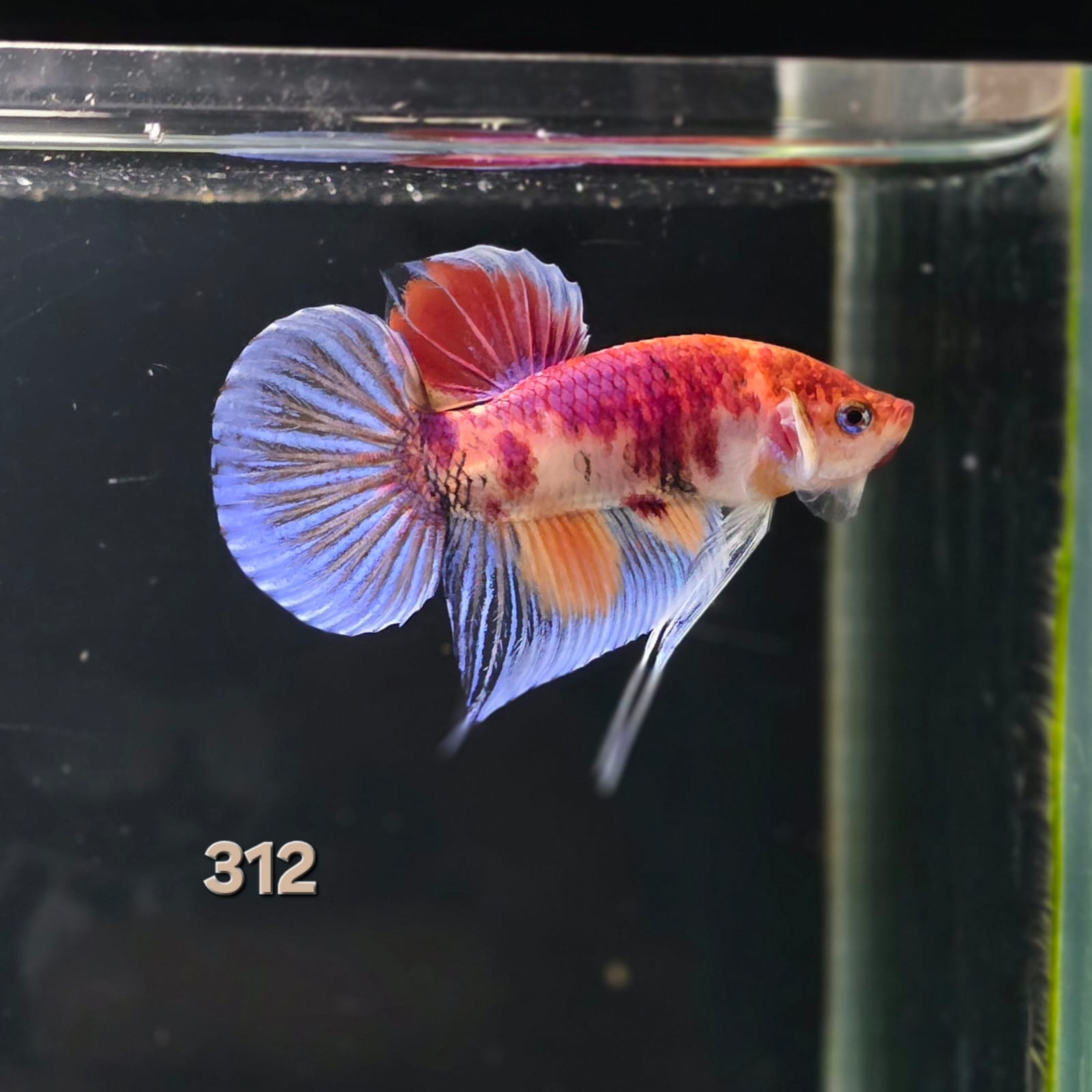 HMPK Betta Splendens #T312 by ivenbetta