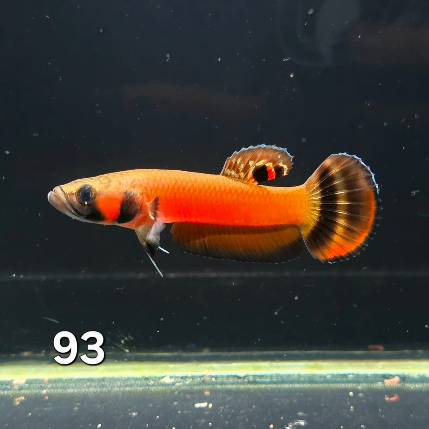 Macrostoma Male (IB093) by ivenbetta
