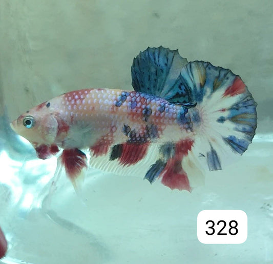 HMPK Betta Splendens #T328 by ivenbetta