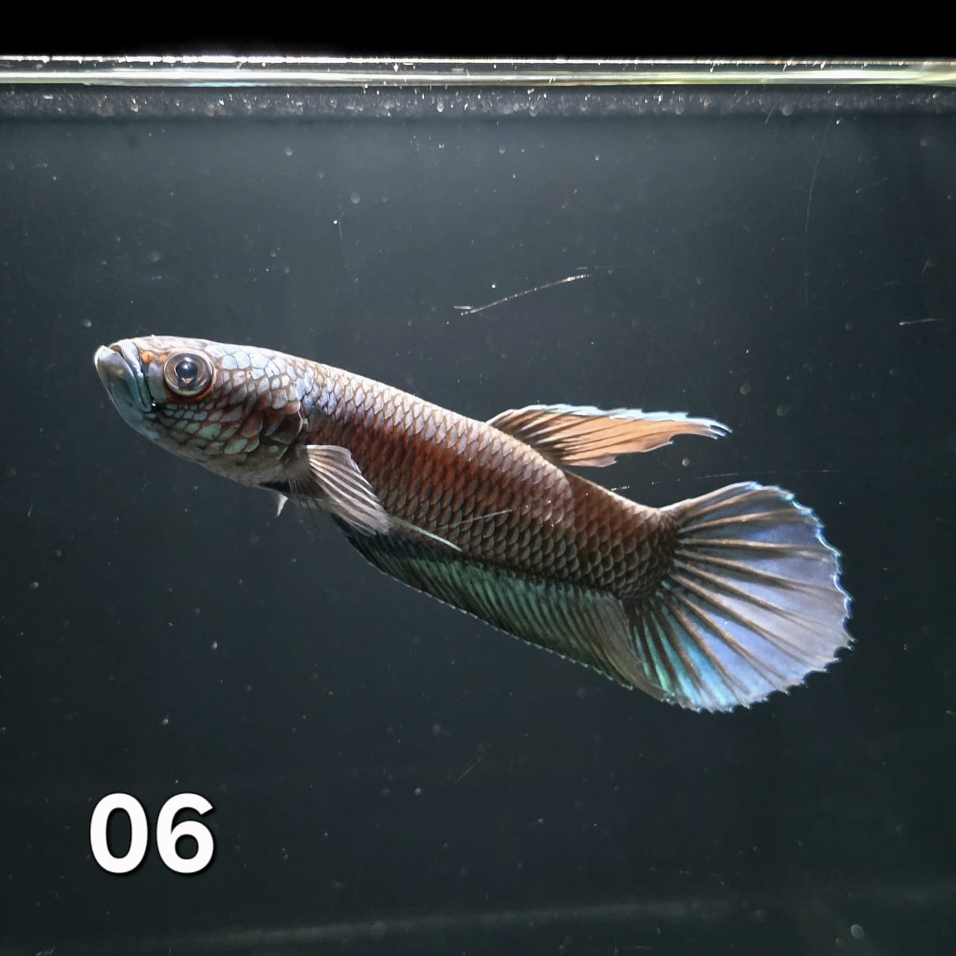 Antuta Male (IB06) by ivenbetta