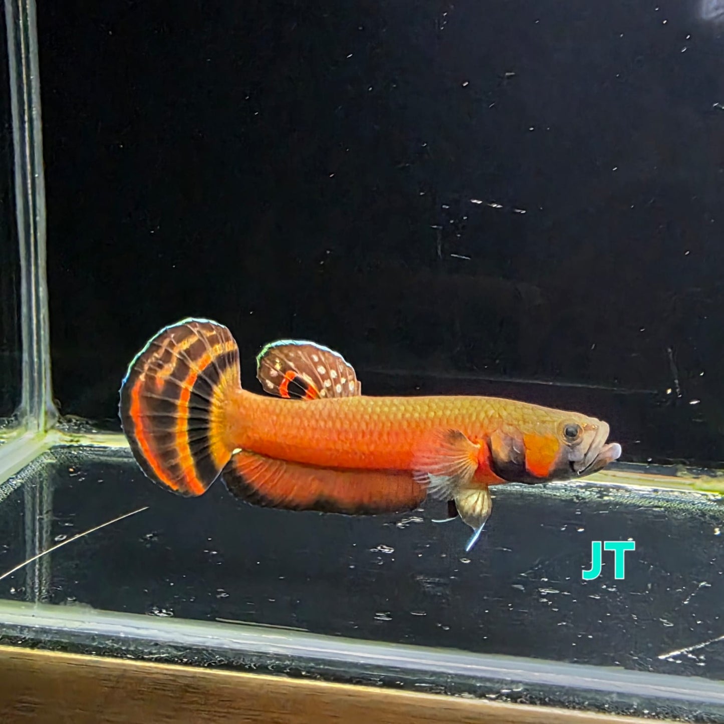 Macrostoma Male (IB01JT) - SUPER RED by ivenbetta